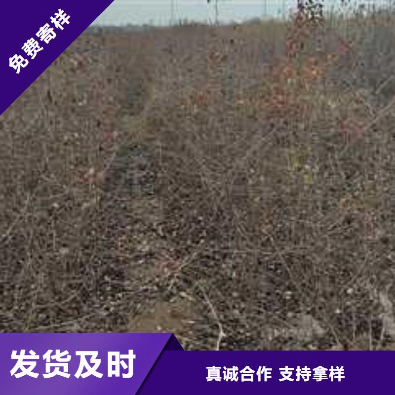 杜梨秋月梨树苗优势