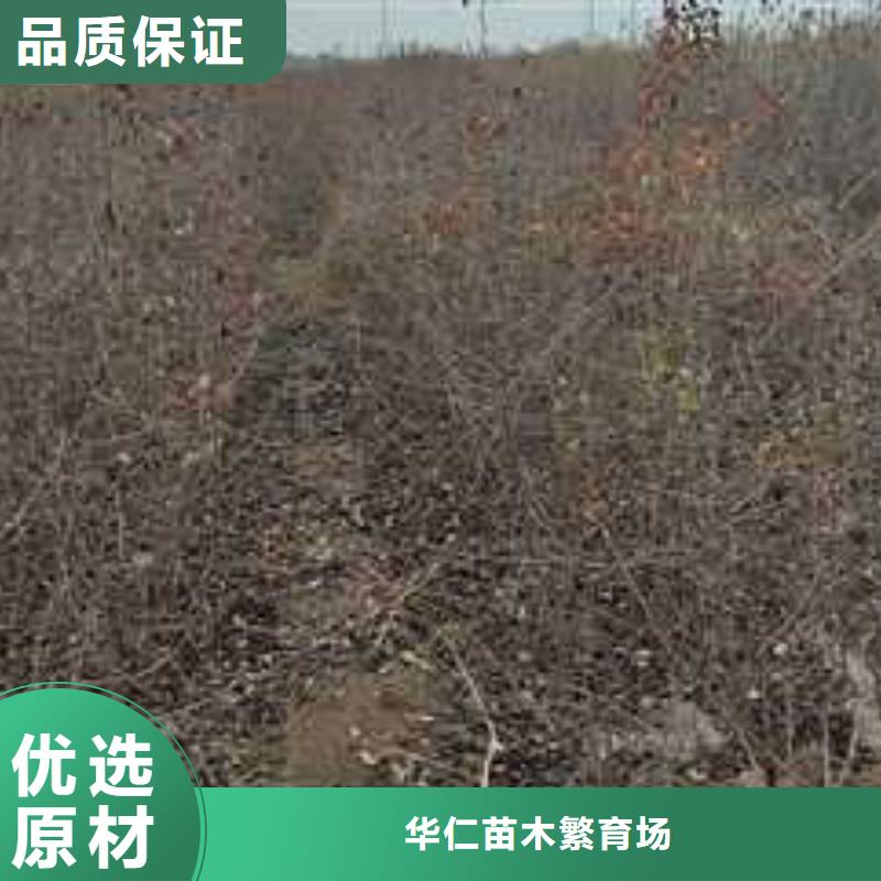 杜梨黄冠梨树苗库存齐全厂家直供