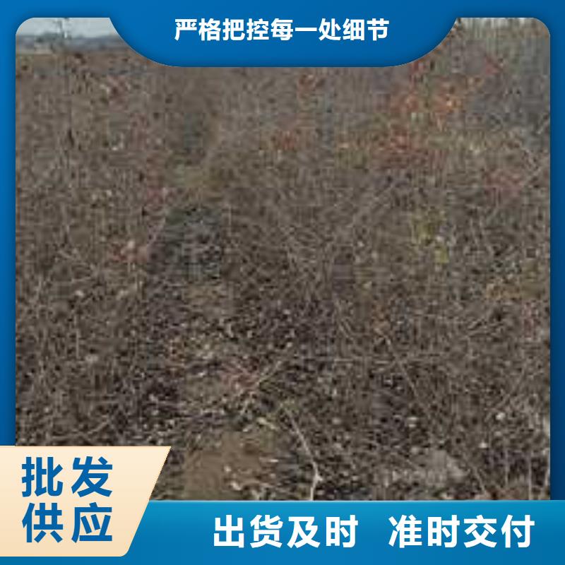 杜梨树苗质优价廉