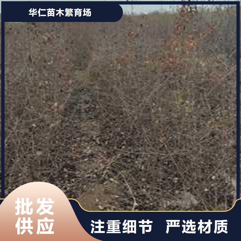 【杜梨】瑞蟠101桃树苗质保一年