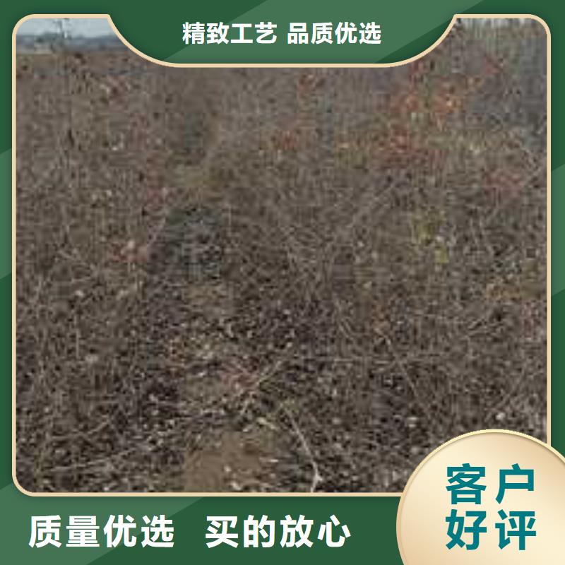 【杜梨_奥红全红梨树苗专业品质】