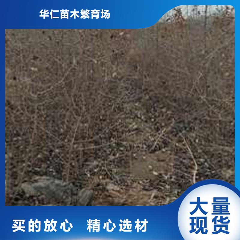 杜梨红香酥梨树苗匠心品质