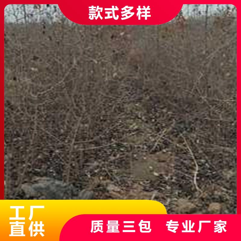 杜梨【杜梨苗】设计合理