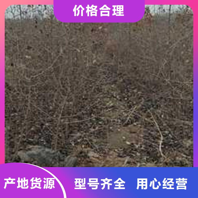 杜梨_奥红一号梨苗好产品好服务