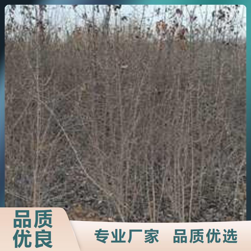 杜梨秋月梨树苗优势
