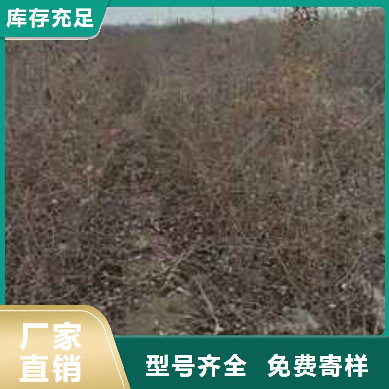 杜梨秋月梨树苗优势