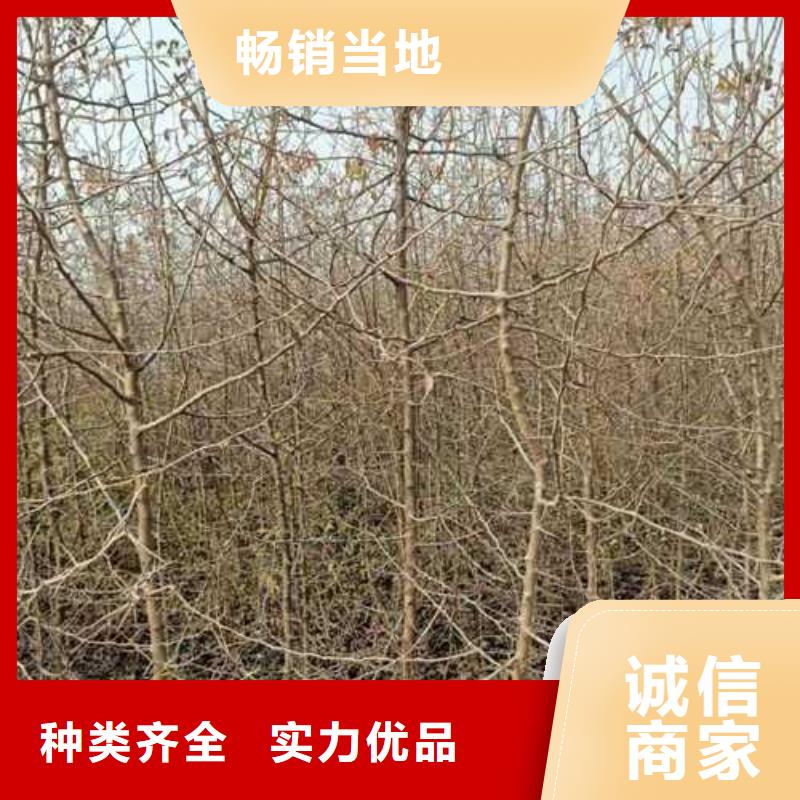 杜梨树苗质优价廉