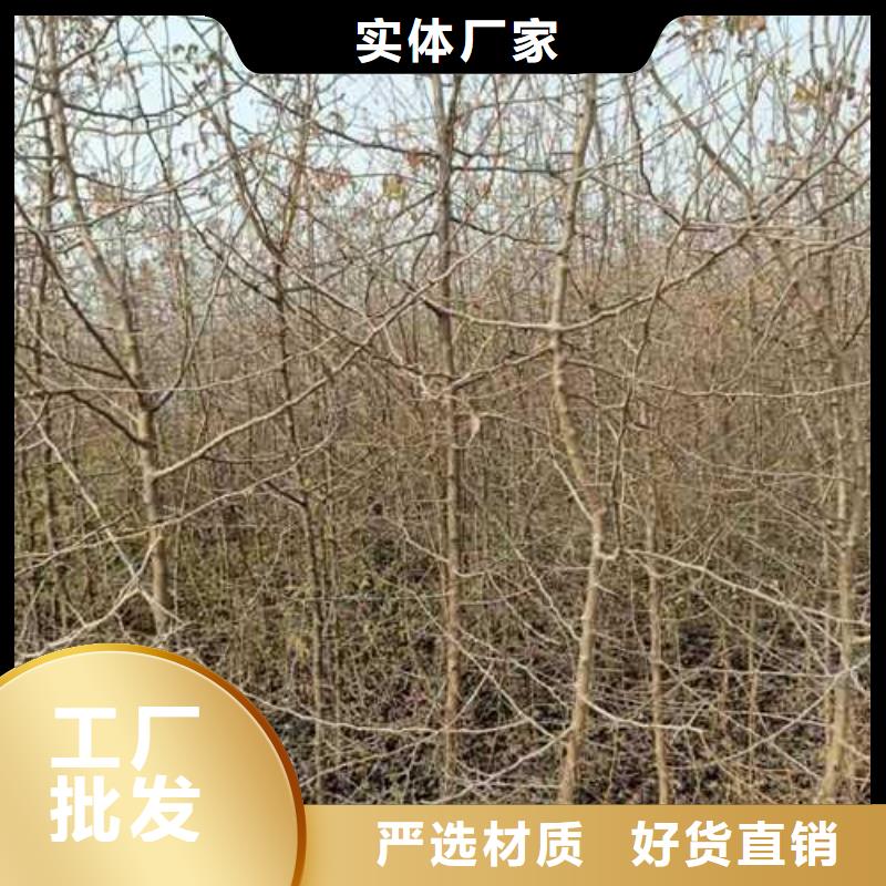 杜梨苗专业合作社