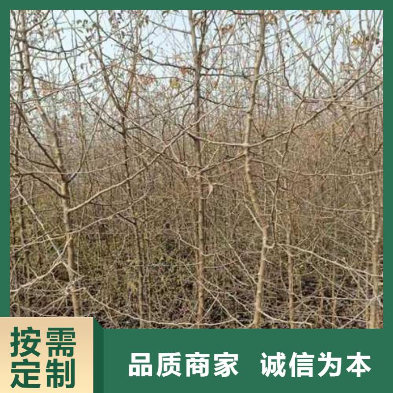 杜梨_奥红一号梨苗好产品好服务