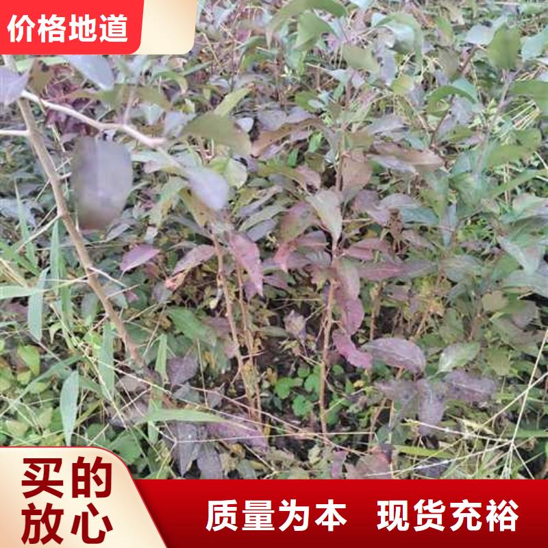 【杜梨毛桃苗一周内发货】