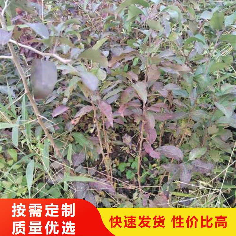 杜梨苗种植方法