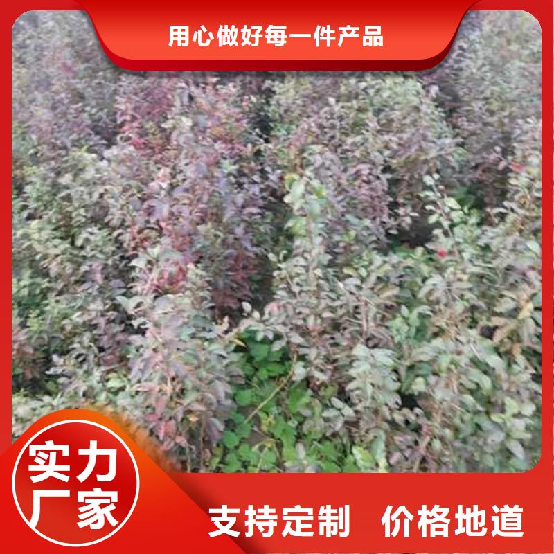 【杜梨】香酥梨树苗交货准时