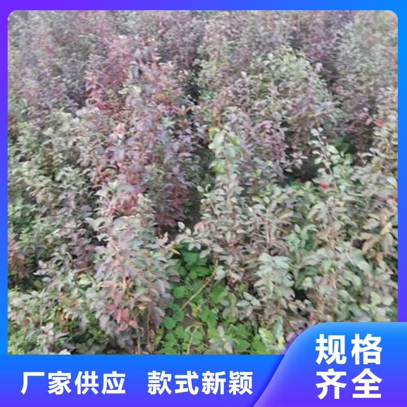 杜梨-山桃苗精选优质材料