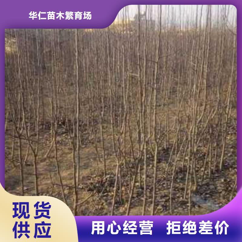 【杜梨_奥红全红梨树苗专业品质】