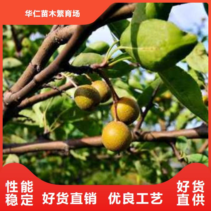 杜梨红香酥梨树苗匠心品质