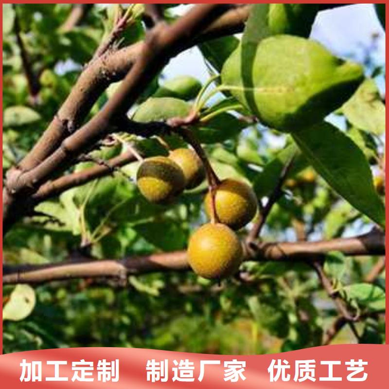 杜梨小苗品种