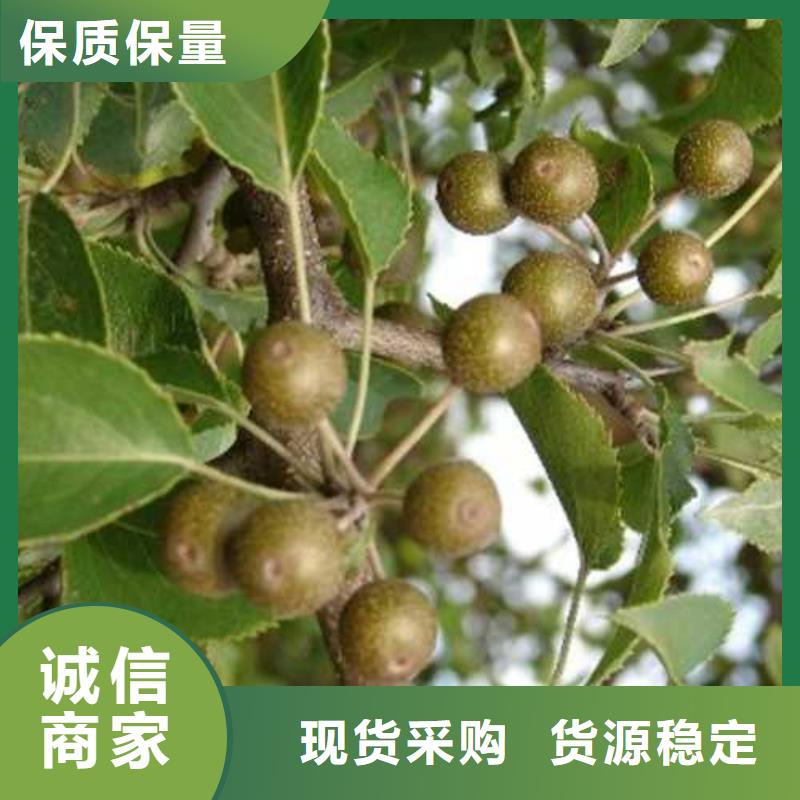 杜梨黄冠梨树苗库存齐全厂家直供
