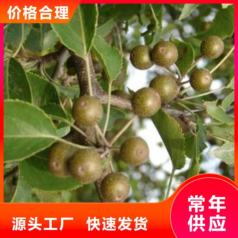 杜梨_奥红一号梨苗好产品好服务