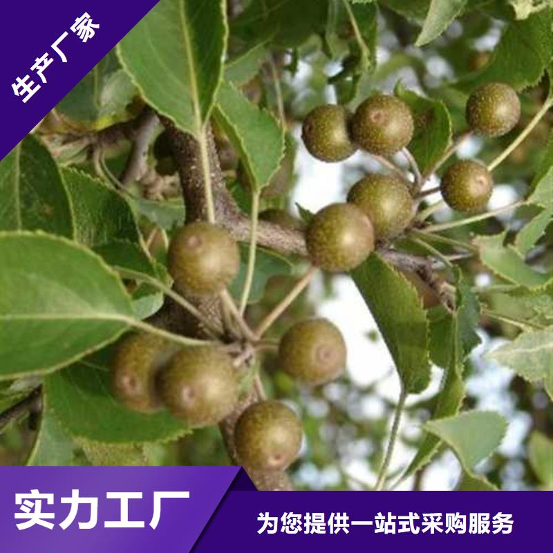 杜梨苗种植方法