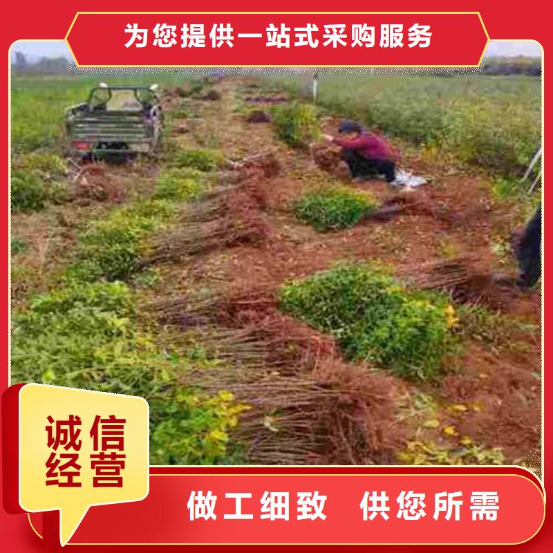 【杜梨】香酥梨树苗交货准时