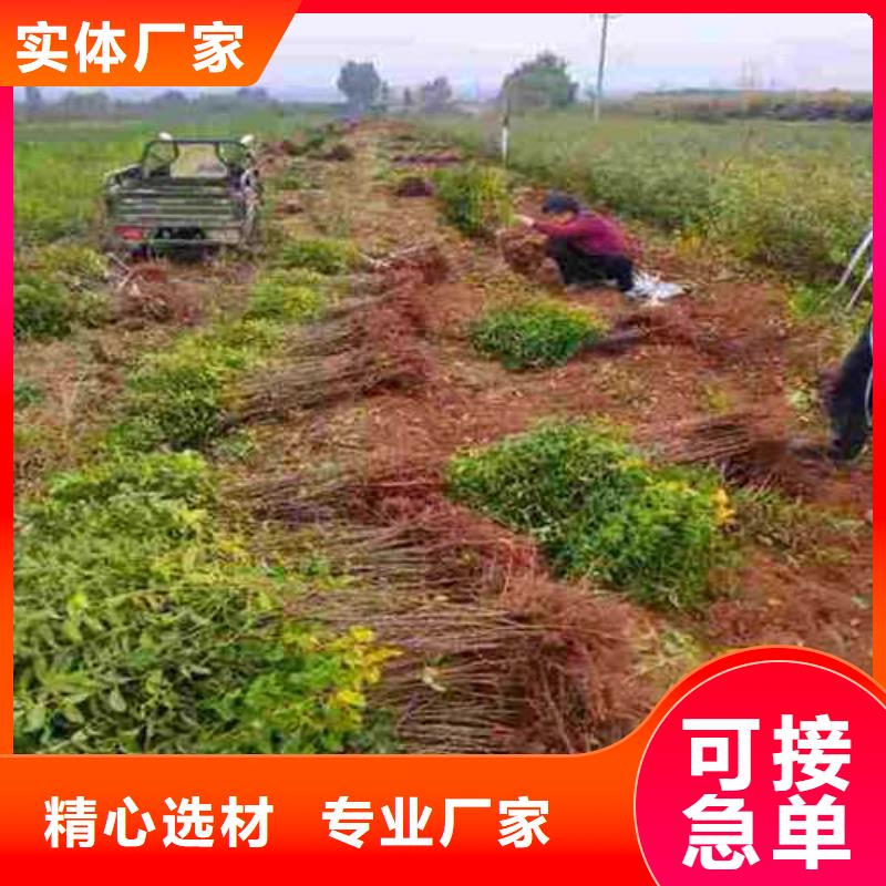 【杜梨毛桃苗一周内发货】