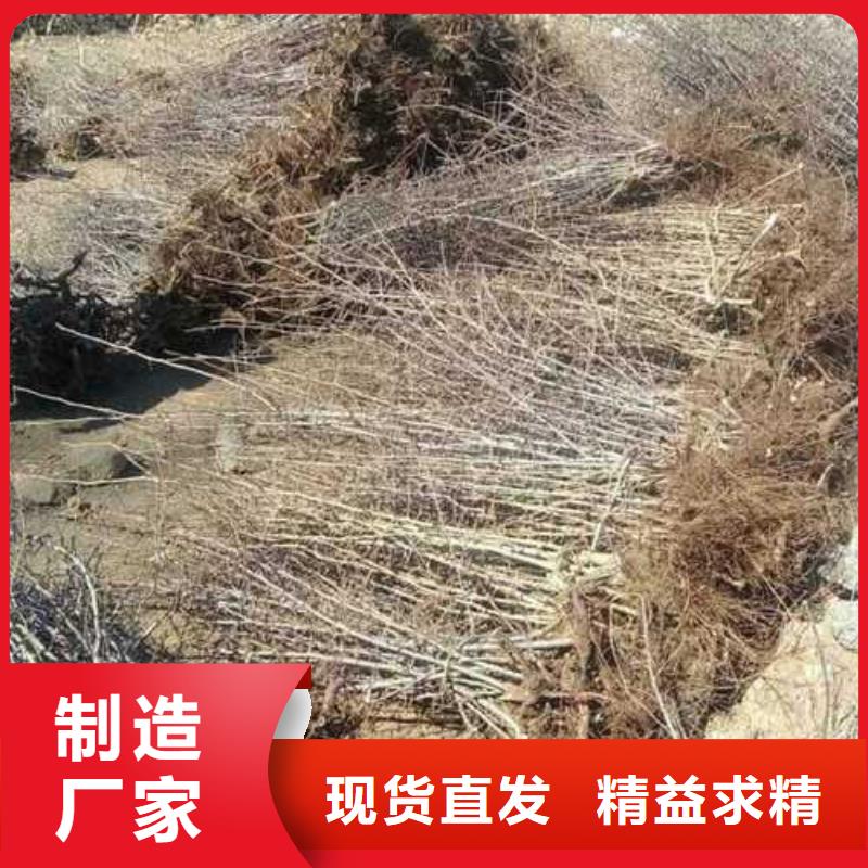 杜梨梨树苗基地当地厂家值得信赖