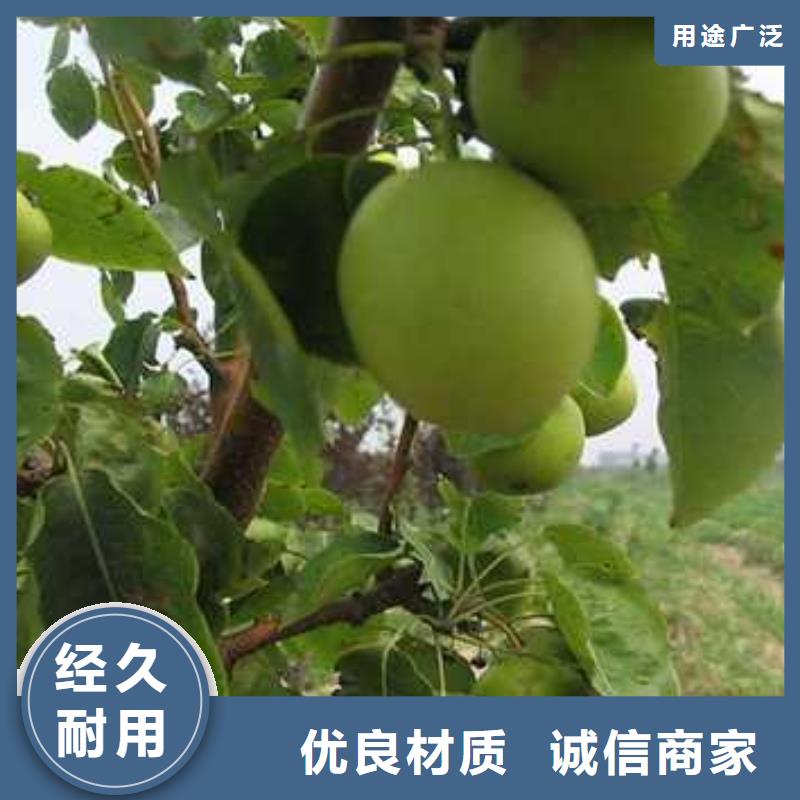 【杜梨】黄冠梨树苗优选货源