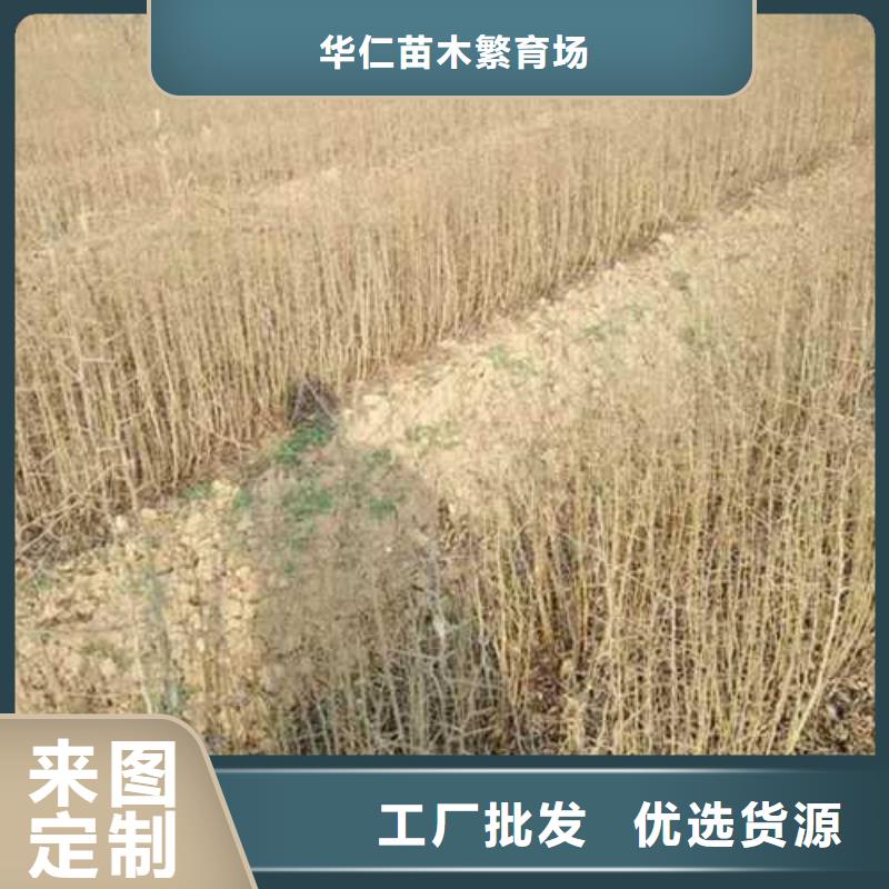 杜梨梨树苗基地当地厂家值得信赖