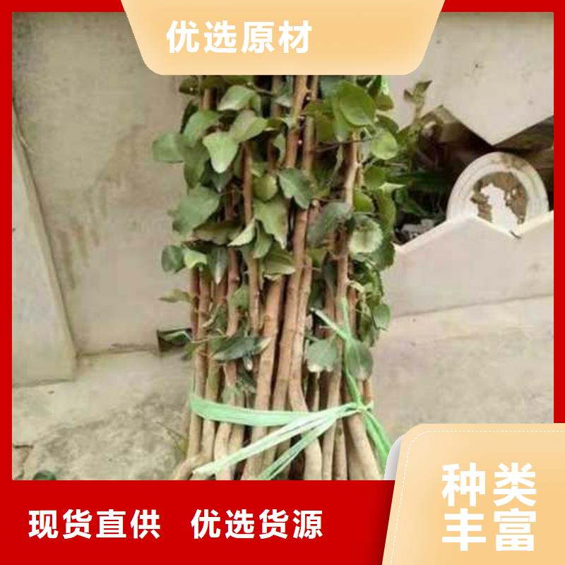 杜梨梨树苗基地设计合理