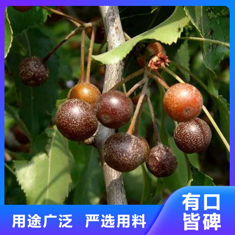 【杜梨_奥红全红梨树苗专业品质】