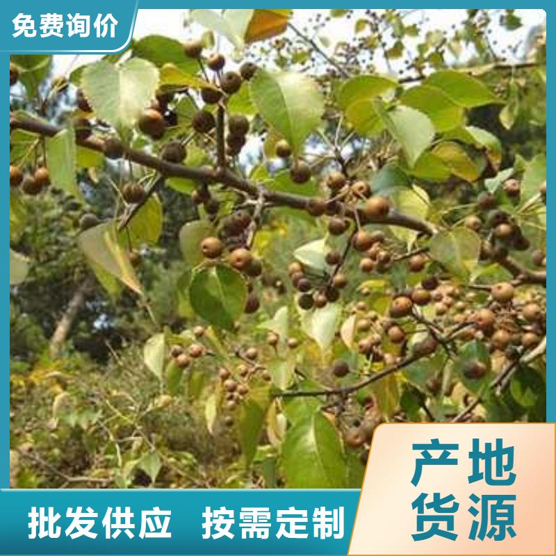 杜梨_奥红一号梨苗好产品好服务