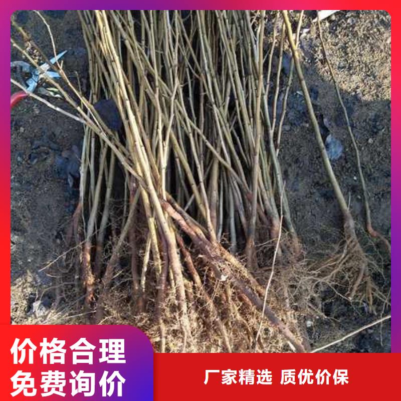 【杜梨】瑞蟠101桃树苗质保一年
