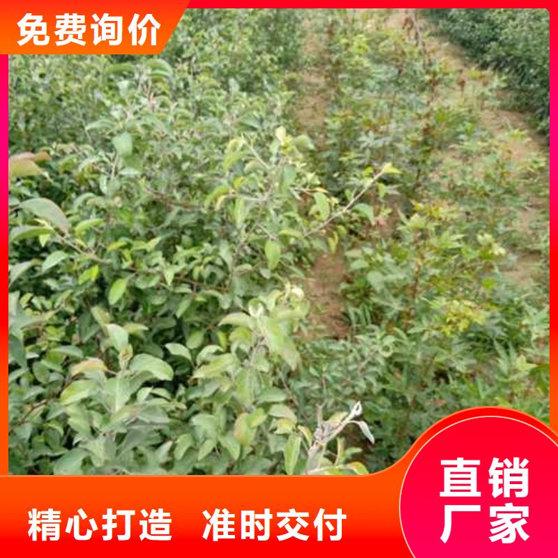 杜梨-山桃苗精选优质材料
