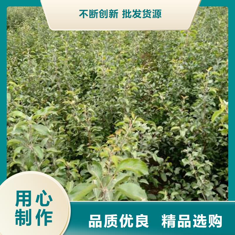 杜梨-山桃苗精选优质材料