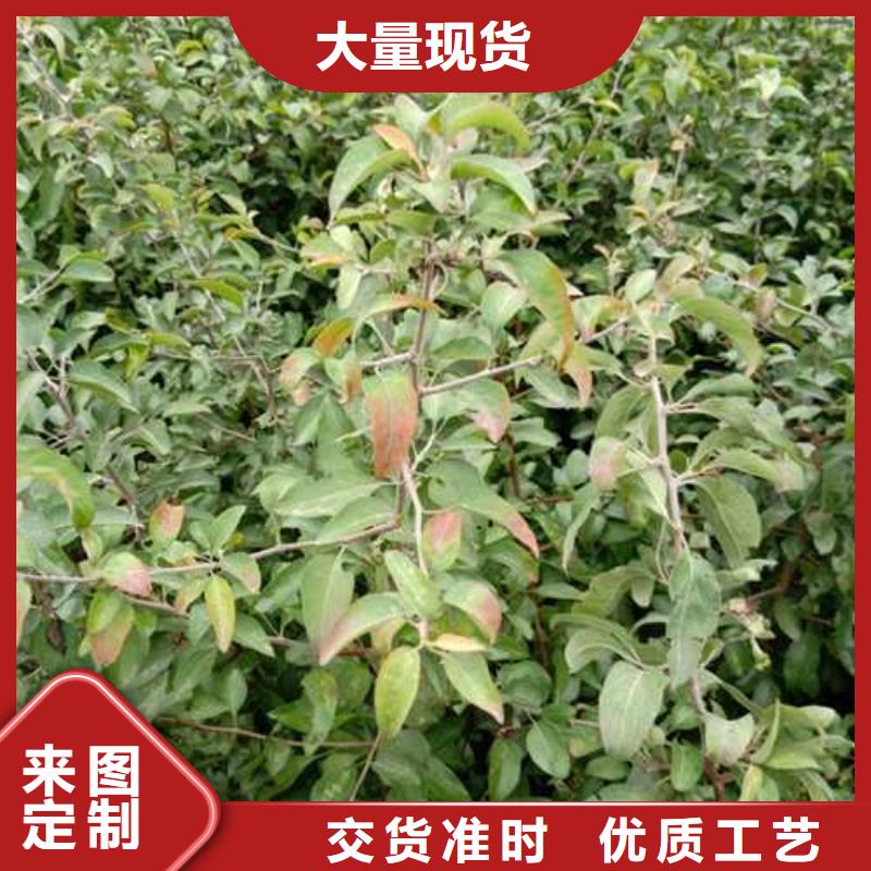 杜梨-山桃苗精选优质材料