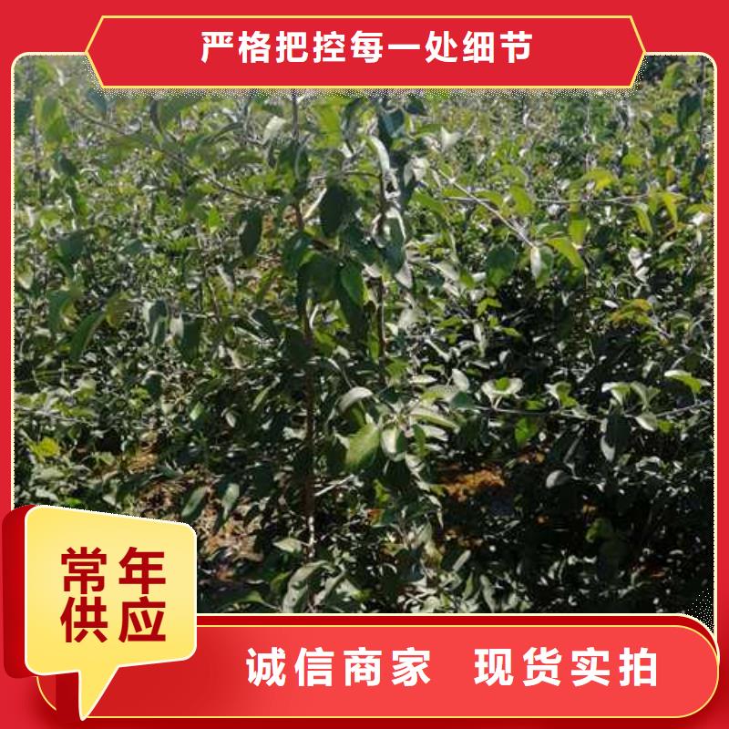 杜梨_梨树苗基地厂家直销供货稳定