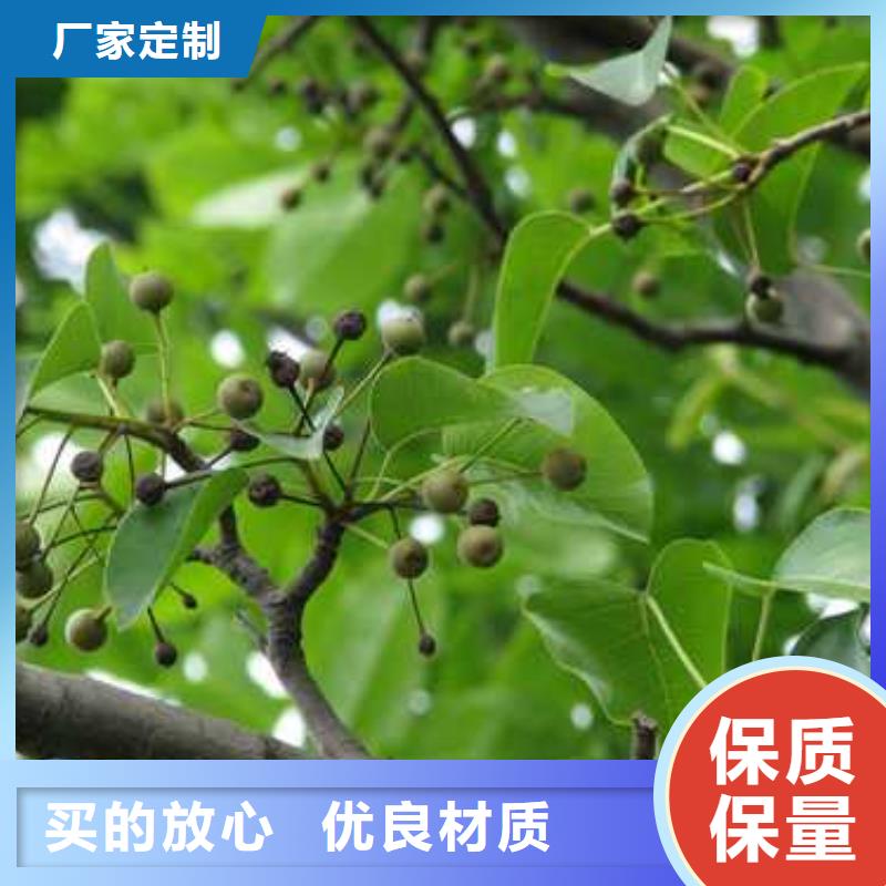 【杜梨】瑞蟠101桃树苗质保一年