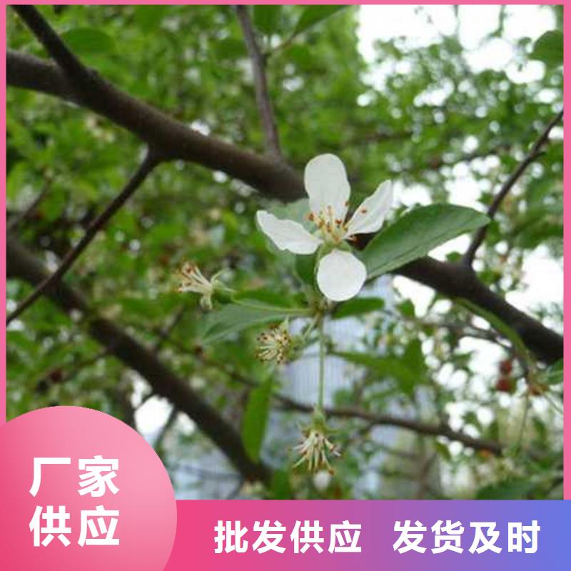 杜梨_梨树苗基地厂家直销供货稳定