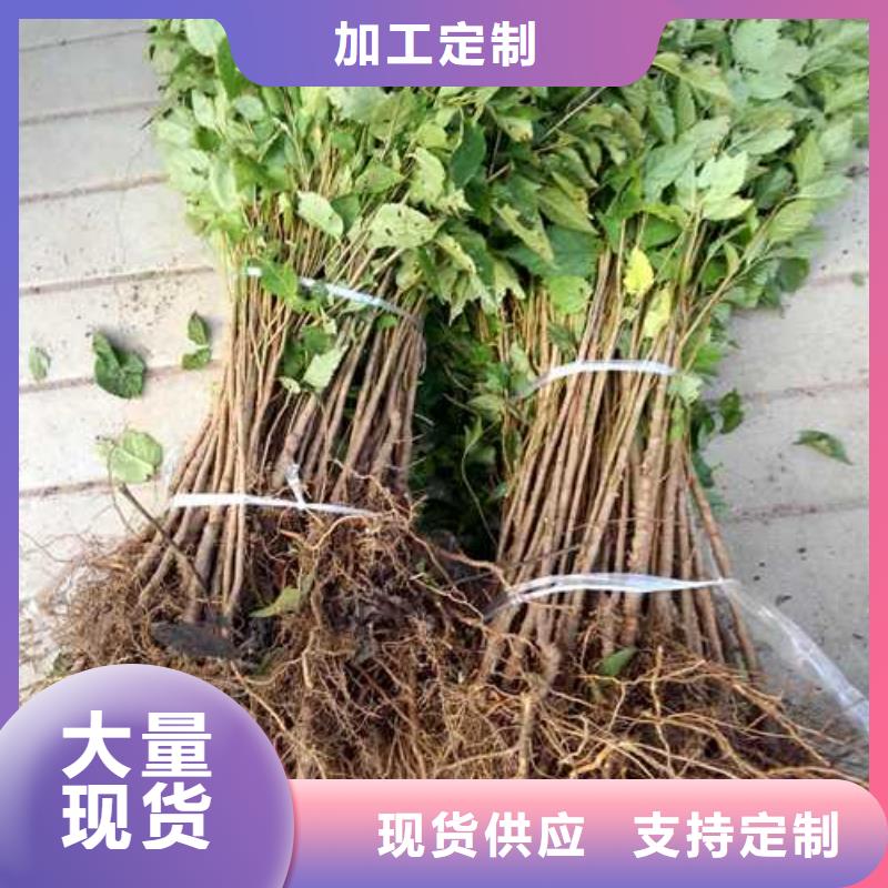 杜梨秋月梨树苗优势