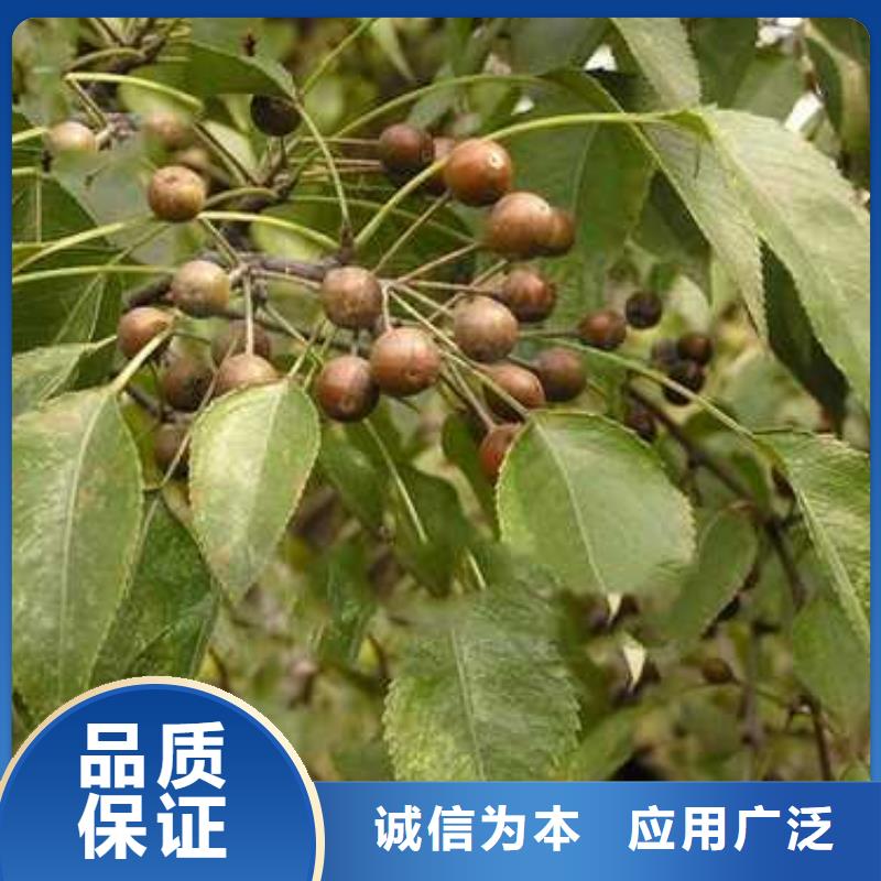 杜梨黄冠梨树苗库存齐全厂家直供