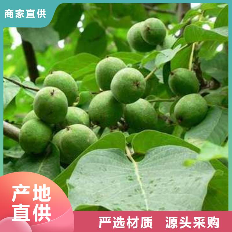 杜梨_奥红一号梨苗好产品好服务