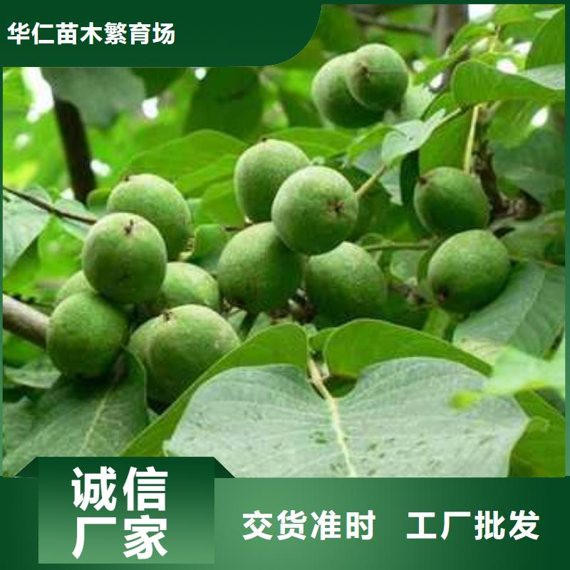 杜梨黄冠梨树苗库存齐全厂家直供
