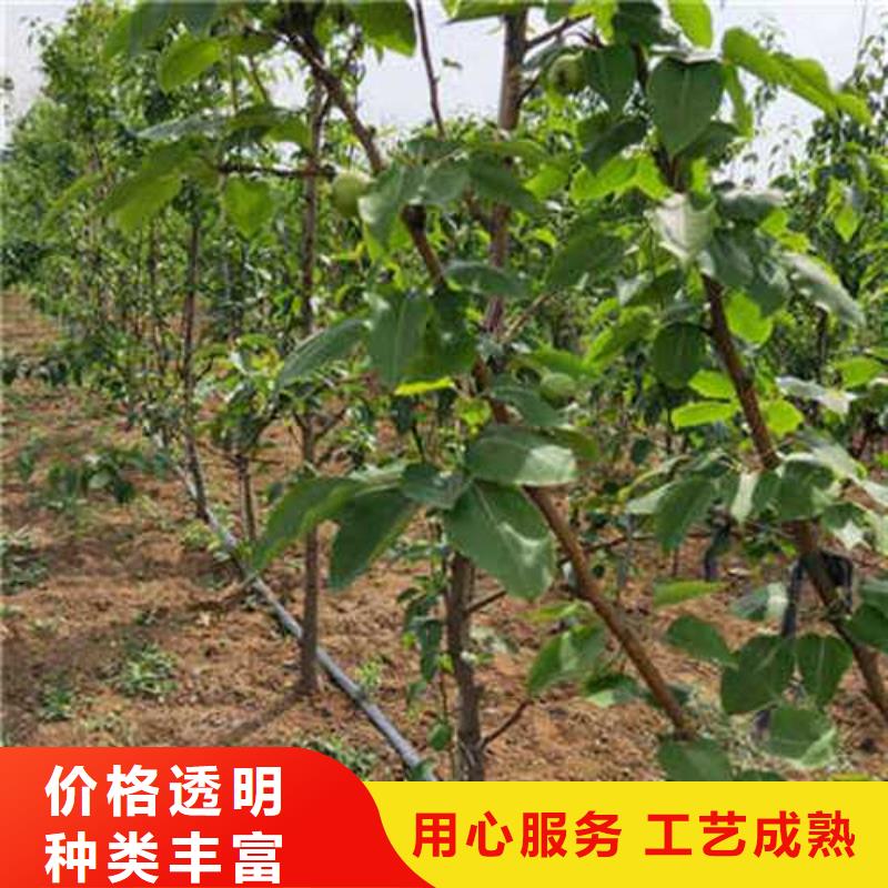 杜梨_奥红一号梨苗好产品好服务