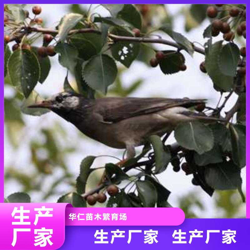 杜梨_奥红一号梨苗好产品好服务