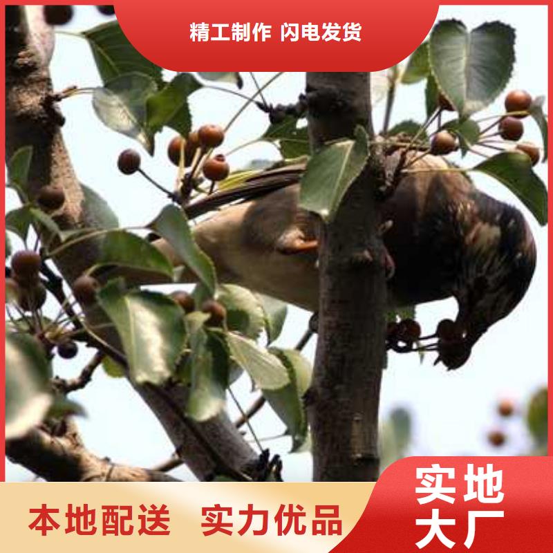 杜梨_奥红一号梨苗好产品好服务