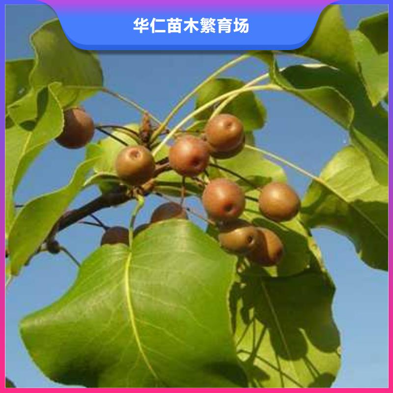 杜梨_奥红一号梨苗好产品好服务