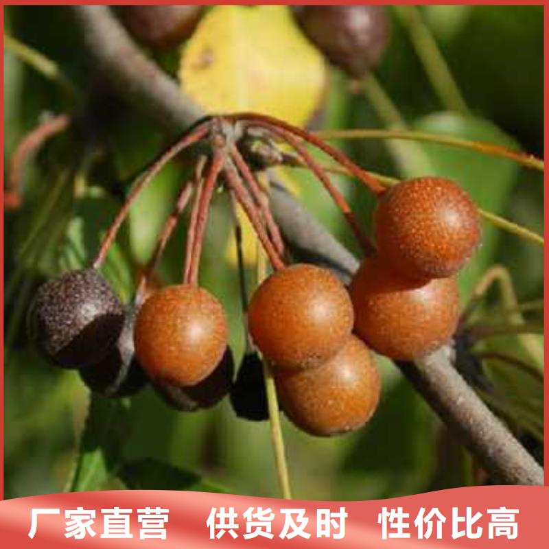 杜梨黄冠梨树苗库存齐全厂家直供