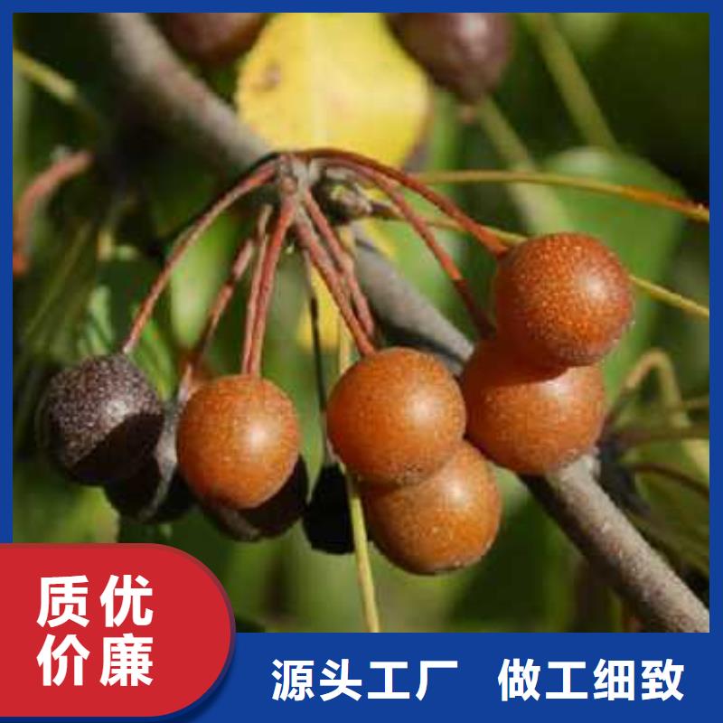 杜梨_奥红一号梨苗好产品好服务