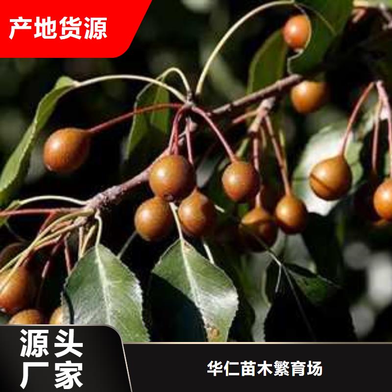 杜梨苗专业合作社
