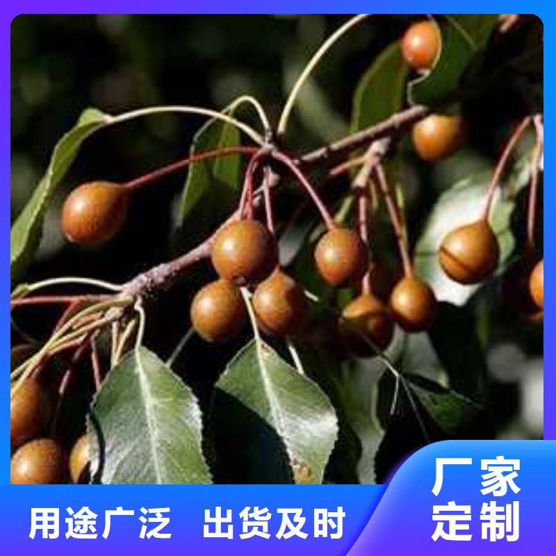 杜梨黄冠梨树苗库存齐全厂家直供